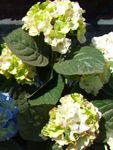 green Flower Common hydrangea, Bigleaf Hydrangea, French Hydrangea characteristics and Photo