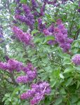 Garden Flowers Common Lilac, French Lilac, Syringa vulgaris purple Photo, description and cultivation, growing and characteristics