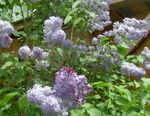 Garden Flowers Common Lilac, French Lilac, Syringa vulgaris lilac Photo, description and cultivation, growing and characteristics