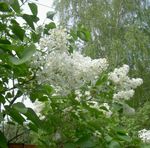 bláthanna gairdín Lilac Coitianta, French Lilac, Syringa vulgaris bán Photo, Cur síos agus saothrú, ag fás agus saintréithe