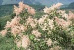 розе Цвет Крем Бусх, Оцеан Спраи карактеристике и фотографија