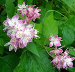 pink Flower Deutzia characteristics and Photo