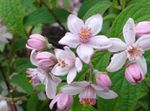 庭の花 ウツギ, Deutzia ピンク フォト, 説明 と 栽培, 成長 と 特性
