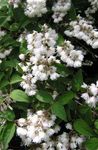 Vrtno Cvetje Deutzia bela fotografija, opis in gojenje, rast in značilnosti