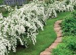 Tuin Bloemen Deutzia white foto, beschrijving en teelt, groeiend en karakteristieken