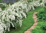 Gartenblumen Deutzia weiß Foto, Beschreibung und Anbau, wächst und Merkmale