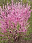  Dobbel Blomstrende Kirsebær, Blomstrende Mandel, Louiseania, Prunus triloba rosa Bilde, beskrivelse og dyrking, voksende og kjennetegn