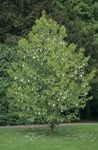 Gartenblumen Taubenbaum, Geisterbaum, Taschentuch-Baum, Davidia involucrata weiß Foto, Beschreibung und Anbau, wächst und Merkmale