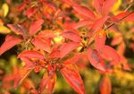 Hage blomster Enkianthus orange Bilde, beskrivelse og dyrking, voksende og kjennetegn