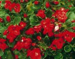 Flores do Jardim Escallonia, Escallonia macrantha vermelho foto, descrição e cultivo, crescente e características