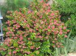 Flores do Jardim Escallonia, Escallonia macrantha rosa foto, descrição e cultivo, crescente e características