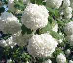 Vrtne Cvjetovi Europska Viburnum Brusnice, Europski Snowball Grm, Đul bijela Foto, opis i uzgajanje, uzgoj i karakteristike