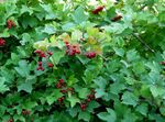 Trädgårdsblommor European Cranberry Viburnum, Europé Snöbollsbuske, Guelder Rose vit Fil, beskrivning och uppodling, odling och egenskaper