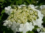 Trädgårdsblommor European Cranberry Viburnum, Europé Snöbollsbuske, Guelder Rose vit Fil, beskrivning och uppodling, odling och egenskaper