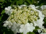 Flores do Jardim Europeu Cranberry Viburnum, Europeu Snowball Bush, Guelder Rosa branco foto, descrição e cultivo, crescente e características