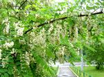 Vrtno Cvetje False Acaciaia, Robinia-pseudoacacia bela fotografija, opis in gojenje, rast in značilnosti