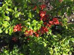 Λουλούδια κήπου Ανθοφορία Κυδώνι, Chaenomeles-maulei κόκκινος φωτογραφία, περιγραφή και καλλιέργεια, φυτοκομεία και χαρακτηριστικά