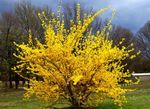 Dārza Ziedi Forsītijas, Forsythia dzeltens Foto, apraksts un audzēšana, augošs un raksturlielumi