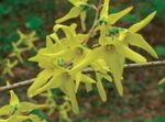 庭の花 レンギョウ, Forsythia 黄 フォト, 説明 と 栽培, 成長 と 特性