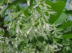 Gartenblumen Fringe Tree, Alten Mannes Bart, Grancy Graubart, Chionanthus weiß Foto, Beschreibung und Anbau, wächst und Merkmale