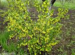 Садовыя Кветкі Парэчка, Ribes жоўты фота, апісанне і вырошчванне, вырошчванне і характарыстыка