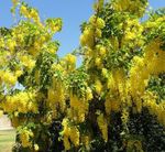 Garden Flowers Golden rain, Golden Chain Tree, Laburnum-anagyroides yellow Photo, description and cultivation, growing and characteristics