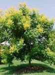 Zlati Dež Drevo, Panicled Goldenraintree