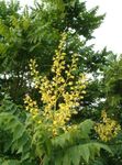 ბაღის ყვავილები ოქროს წვიმა ხე, Panicled Goldenraintree, Koelreuteria paniculata ყვითელი სურათი, აღწერა და გაშენების, იზრდება და მახასიათებლები