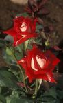 red Flower Grandiflora rose characteristics and Photo