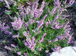 lilac Flower Heather characteristics and Photo