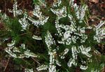alb Floare Buruiană caracteristici și fotografie