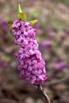 liliac Floare Buruiană caracteristici și fotografie