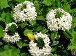 alb Floare Buruiană caracteristici și fotografie