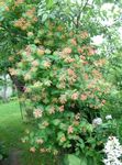 庭の花 ハニーサックル, Lonicera-brownie 赤 フォト, 説明 と 栽培, 成長 と 特性