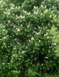 Hage blomster Hestekastanje, Conker Treet, Aesculus hippocastanum hvit Bilde, beskrivelse og dyrking, voksende og kjennetegn