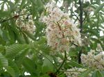 Have Blomster Hestekastanje, Conker Træ, Aesculus hippocastanum hvid Foto, beskrivelse og dyrkning, voksende og egenskaber