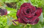 Garden Flowers Hybrid Tea Rose, Rosa burgundy Photo, description and cultivation, growing and characteristics