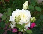 Hage blomster Hybrid Tea Rose, Rosa hvit Bilde, beskrivelse og dyrking, voksende og kjennetegn