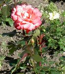 Garden Flowers Hybrid Tea Rose, Rosa orange Photo, description and cultivation, growing and characteristics
