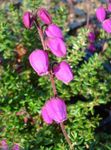 pink Flower Irish Heath, St. Dabeoc's Heath characteristics and Photo
