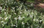 Ogrodowe Kwiaty Irish Wrzosowiska, Ul. Heath Dabeoc Na, Daboecia-cantabrica biały zdjęcie, opis i uprawa, hodowla i charakterystyka