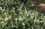 branco Flor Heath Irlandês, St. Charneca De Dabeoc características e foto