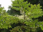 Garden Flowers Japanese angelica tree, Aralia white Photo, description and cultivation, growing and characteristics