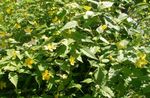 Gartenblumen Japanese Kerria, Japanischen Stieg, Ostern Rose gelb Foto, Beschreibung und Anbau, wächst und Merkmale