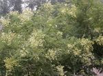 庭の花 日本のパゴダツリー、学者ツリー, Sophora ホワイト フォト, 説明 と 栽培, 成長 と 特性