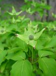 green Flower Kousa Dogwood, Chinese Dogwood, Japanese Dogwood characteristics and Photo