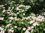 garður blóm Kousa Dogwood, Kínverji Dogwood, Japanese Dogwood, Cornus-kousa hvítur mynd, lýsing og ræktun, vaxandi og einkenni