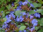dark blue Flower Leadwort, Hardy Blue Plumbago characteristics and Photo