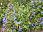 Trädgårdsblommor Leadwort, Hardy Blå Plumbago, Ceratostigma blå Fil, beskrivning och uppodling, odling och egenskaper