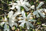 Hage blomster Magnolia hvit Bilde, beskrivelse og dyrking, voksende og kjennetegn